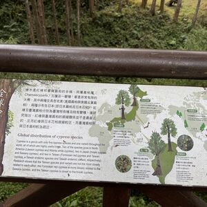 Cypresses don't grow just anywhere