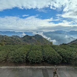 High mountain tea bushes
