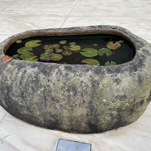 The walk to the hotel is lined with these beautiful mini ponds