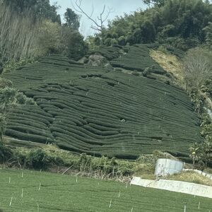 High mountain tea bushes
