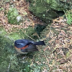 A male Collared Bush-Robin (less than 5" long, endemic to Taiwan)